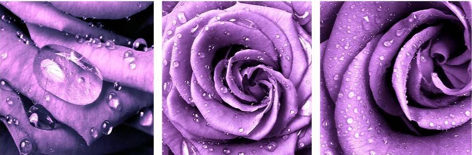 Виолет купон.jpg